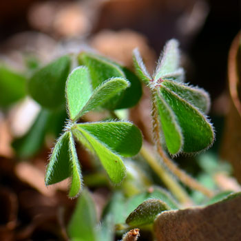 Oxalis stricta, Common Yellow Oxalis